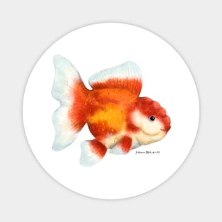 Oranda Goldifsh Magnet